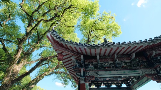 中式古建筑古代亭子凉亭飞檐翘角树枝树荫