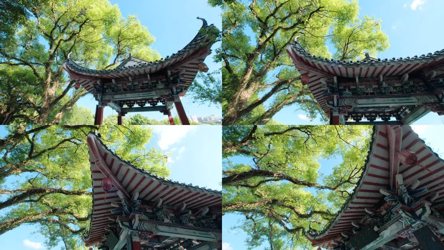 中式古建筑古代亭子凉亭飞檐翘角树枝树荫