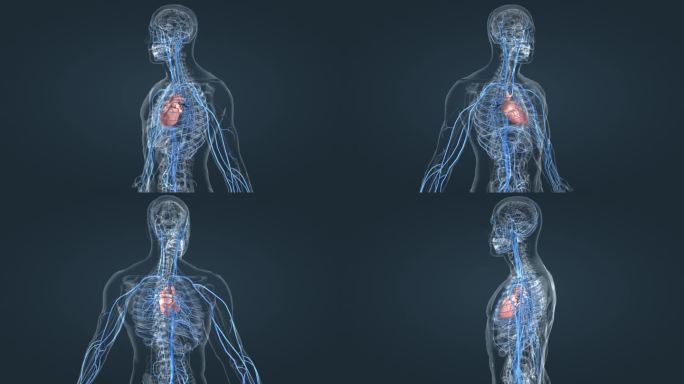 血管动画 3D人体 循环系统 全息特效