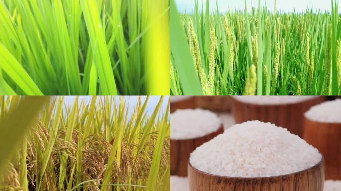水稻丰收素材