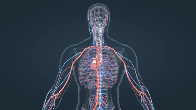 肺循环血管3D人体三维动画