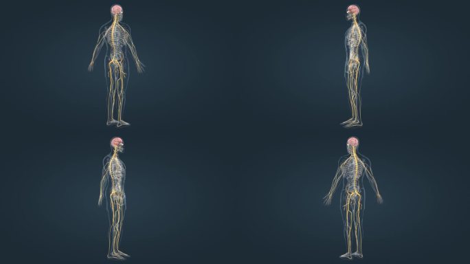 人体神经系统医学三维动画