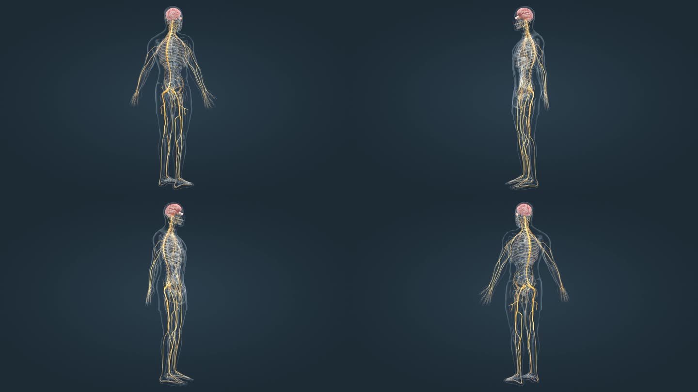 人体神经系统医学三维动画