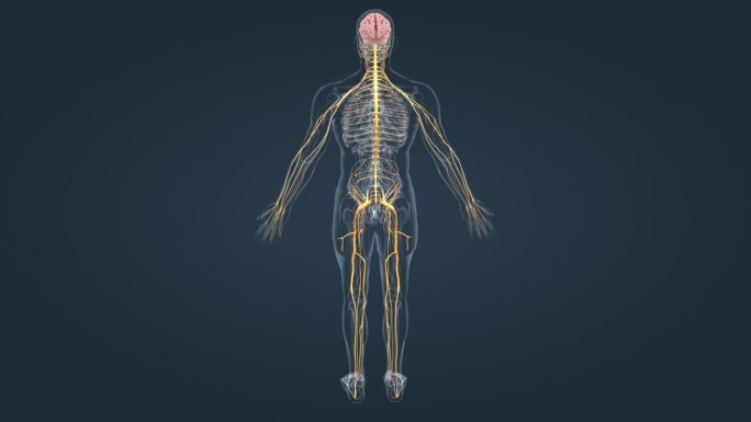 医学3D人体神经系统三维动画