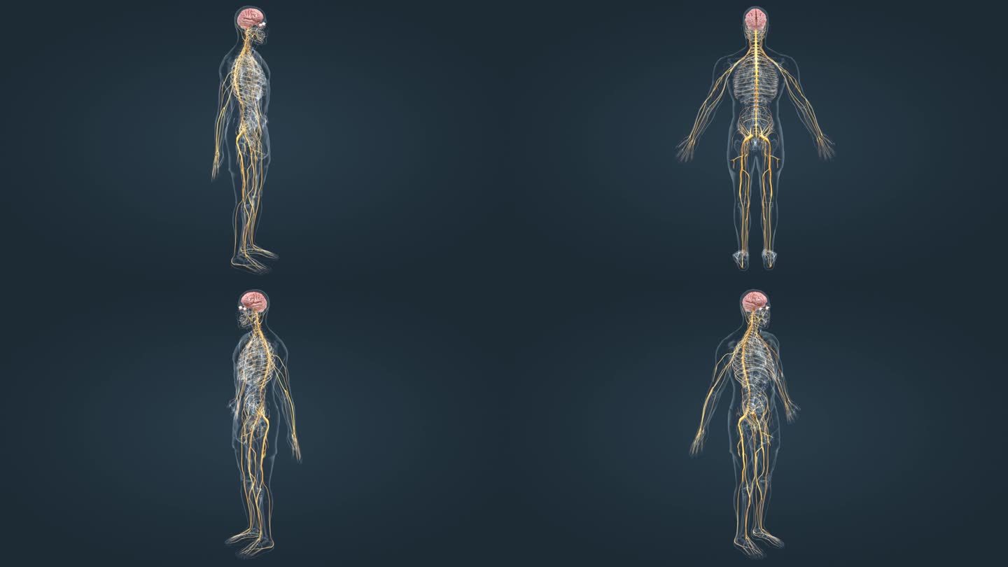 医学3D人体神经系统三维动画