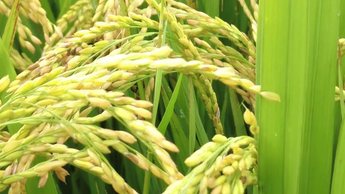 水稻丰收素材
