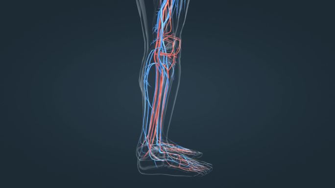 下肢血管三维人体医学动画
