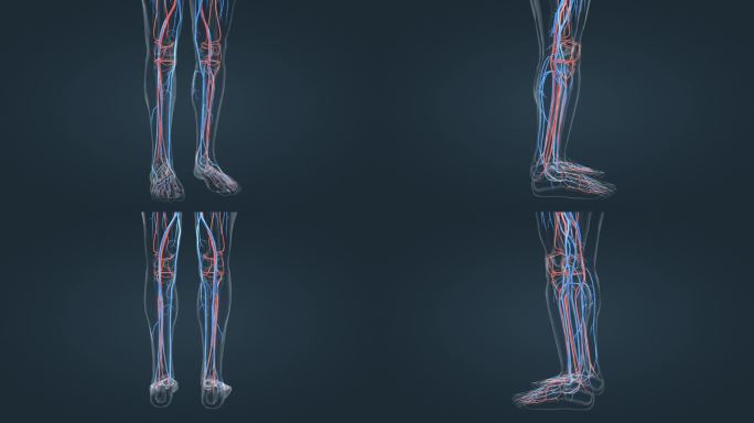 下肢血管三维人体医学动画