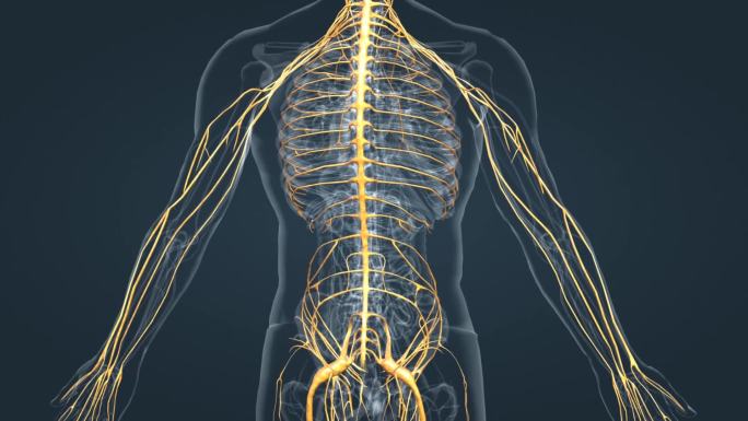 神经系统脊神经脊髓三维动画