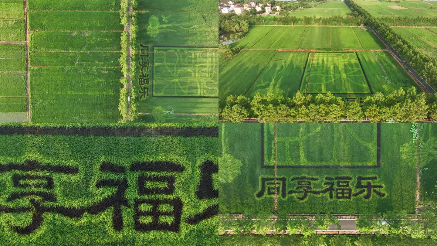 4K60帧航拍浙江农村耕地 乡村绿色农业