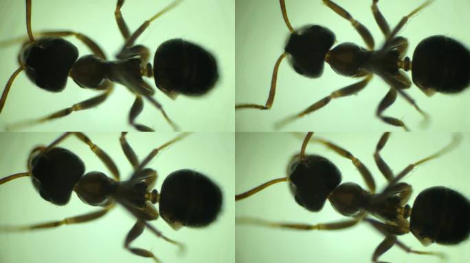 显微镜下放大40倍的蚂蚁