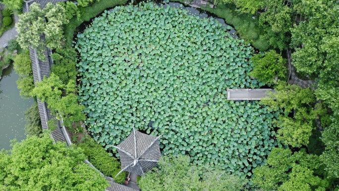 航拍城市生态环境上海醉白池风景区