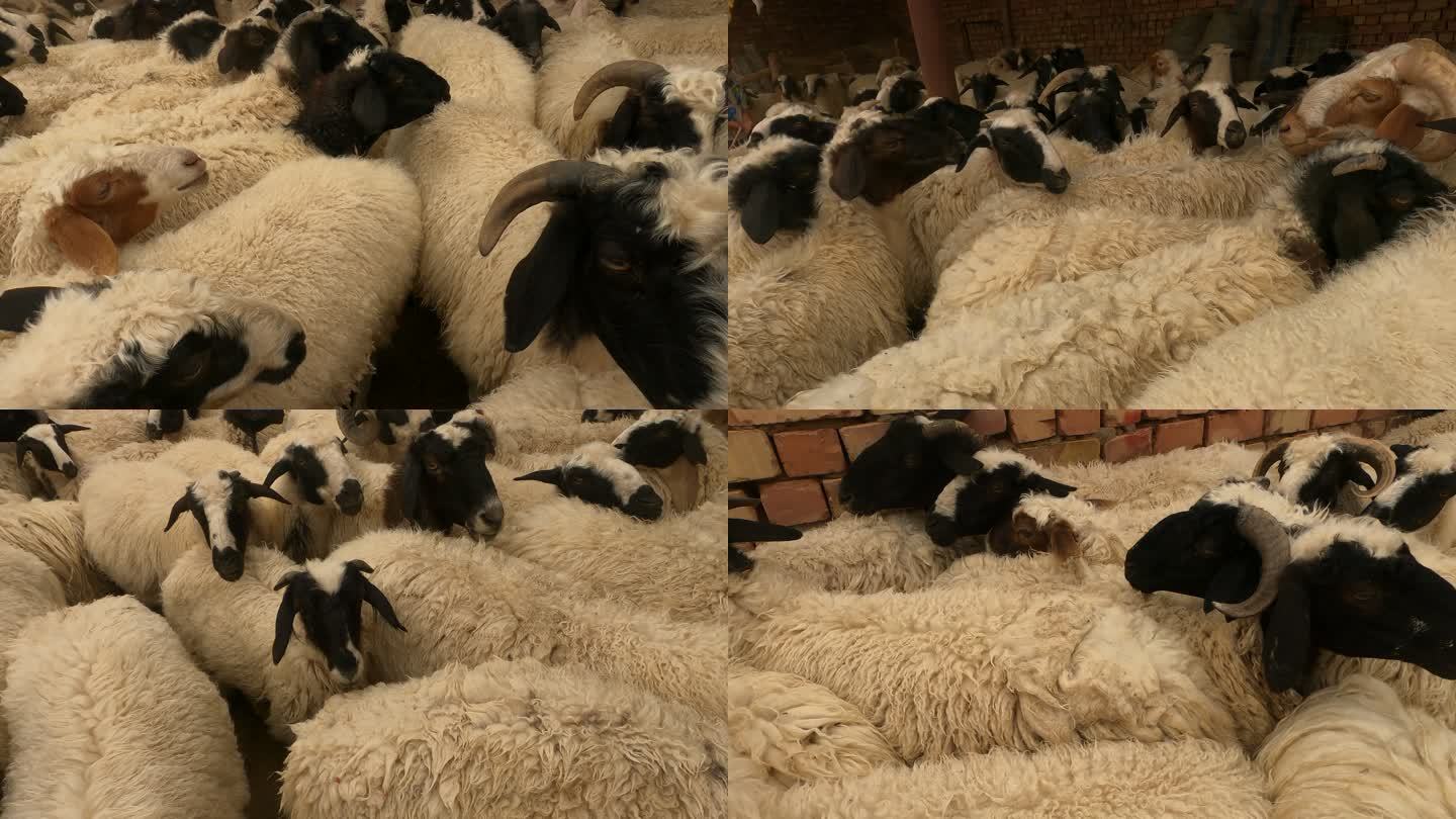 圈里的绵羊