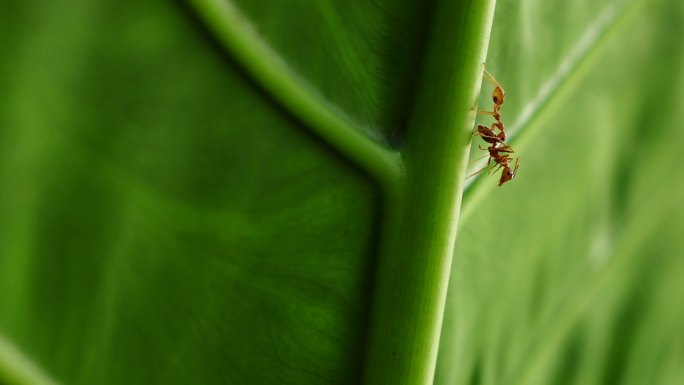 蚂蚁红蚁蚂蚁交流唯美植物