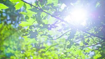阳光透过枫树枫叶视频素材