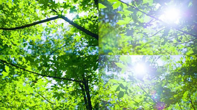 阳光透过枫树枫叶