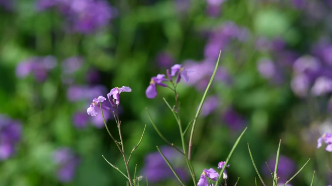野花从中 紫色的野花