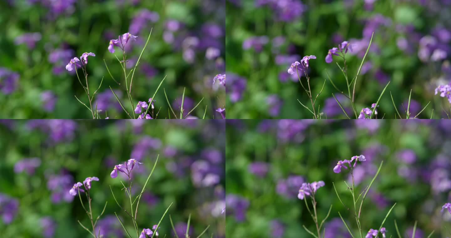 野花从中 紫色的野花