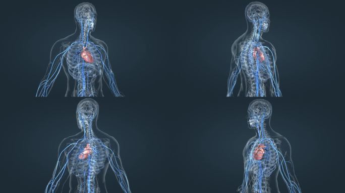 3D 人体 静脉 心脏 循环系统 动画