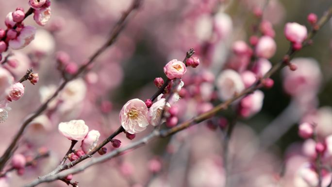 梅花 春天 立春 美丽中国