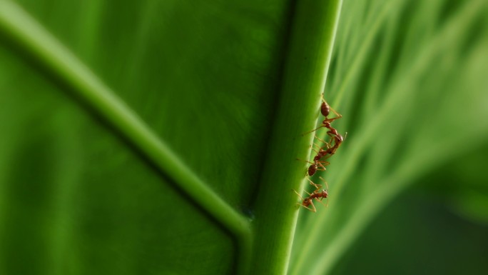蚂蚁红蚁蚂蚁交流唯美