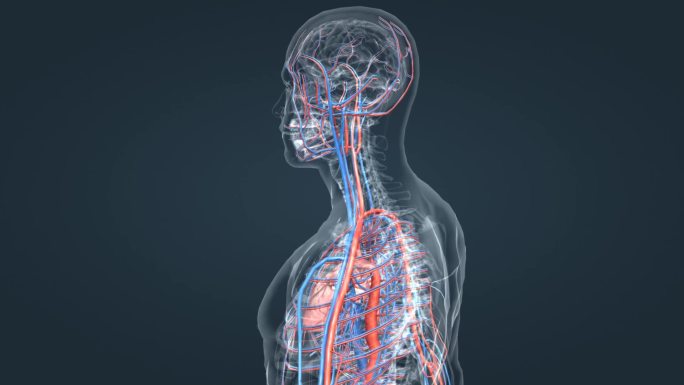 循环系统 体循环 肺循环 动静脉毛细血管
