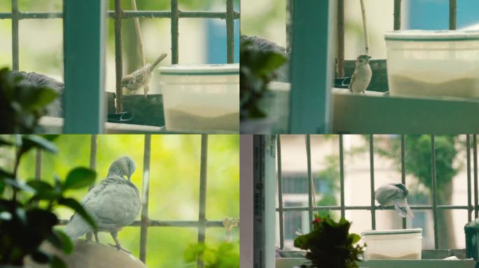 窗外的麻雀鸽子
