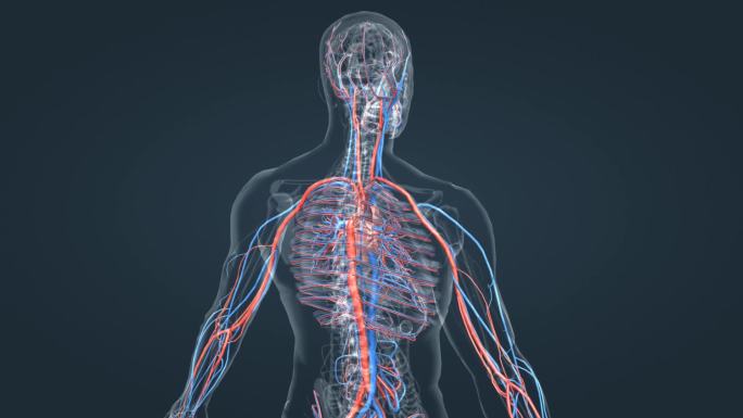 人体心血管系统肺循环体循环血管动画