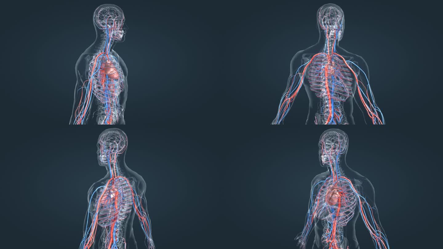 人体心血管系统肺循环体循环血管动画