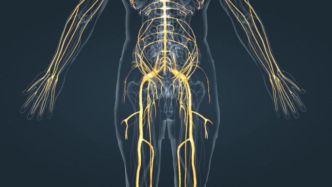 神经系统3D医学三维动画