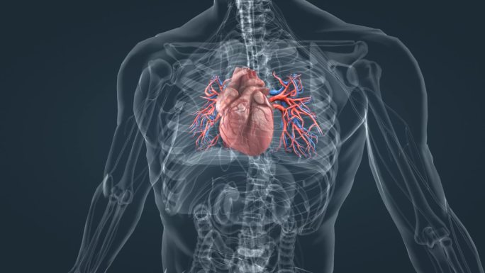 医学 医疗 3D 人体 心脏 心血管动画