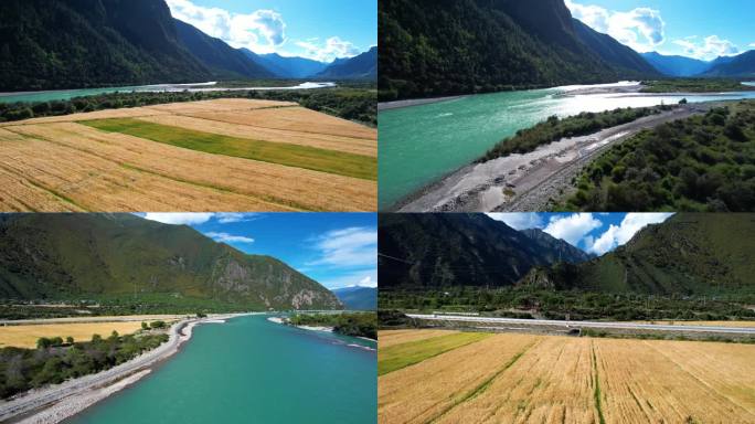 林芝林拉公路沿线青稞麦田 川藏线G318