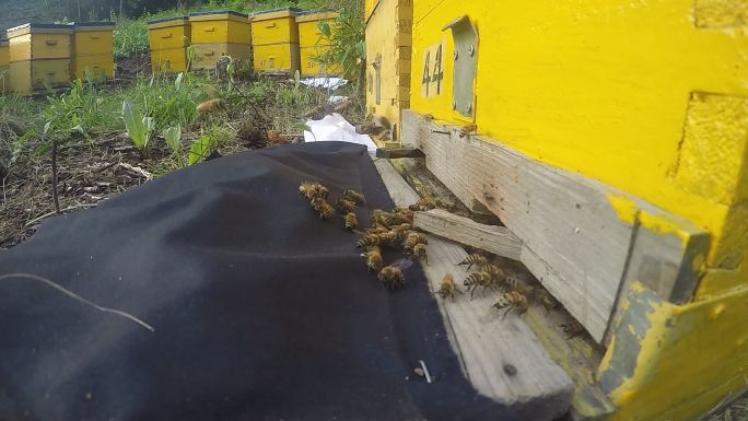 蜜蜂采蜜回巢延时快动作