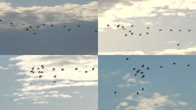 [4K原始升格素材] 群飞的鸟