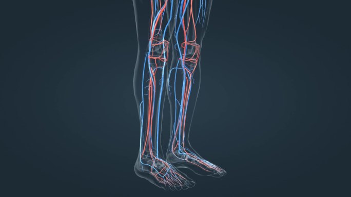 3D人体动画静脉曲张下肢血管动静脉动画