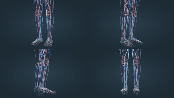 3D人体动画静脉曲张下肢血管动静脉动画