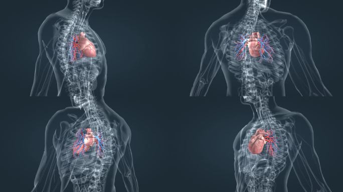 医学动画 三维人体 心脏动画 全息人体