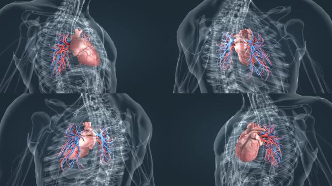 心脏动画 3D人体 心血管 三维动画