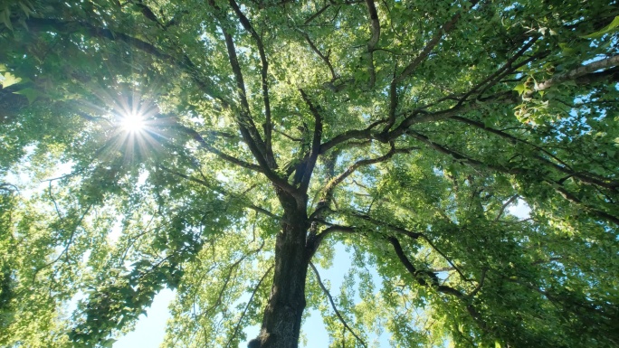 夏天 枫香树 枫树 大树下 树荫 树枝