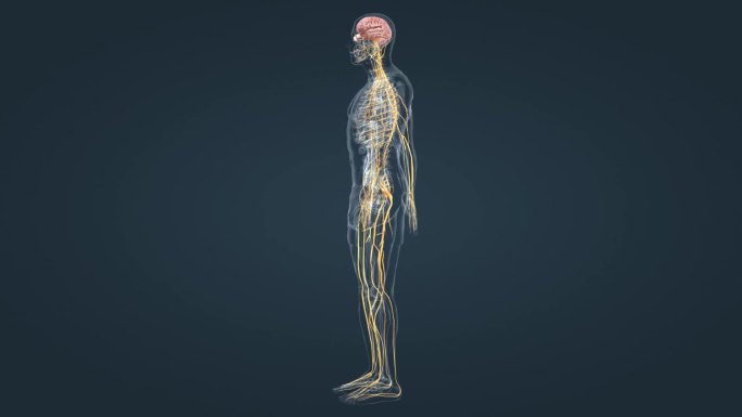 神经系统3D人体三维动画