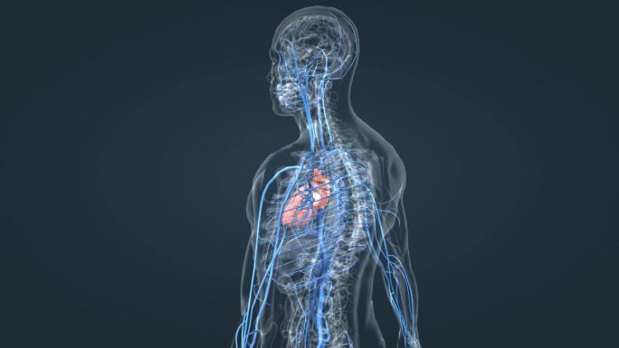 医学 3D人体 人体动画 医学动画 静脉