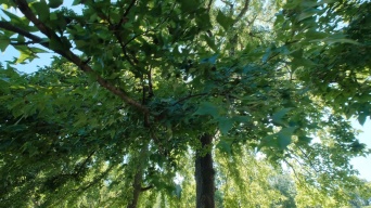 夏天夏日枫叶枫树树林树木树荫树阴视频素材
