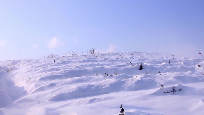 冬季 雪景 茶园 积雪 风雪 暴雪