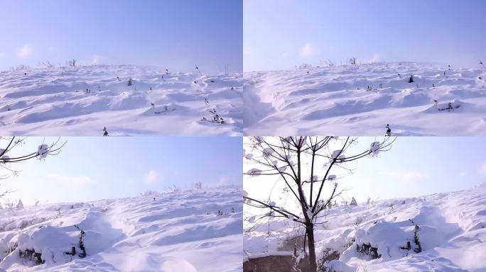 冬季 雪景 茶园 积雪 风雪 暴雪