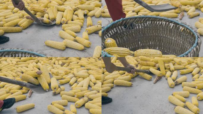 农家生活 收玉米