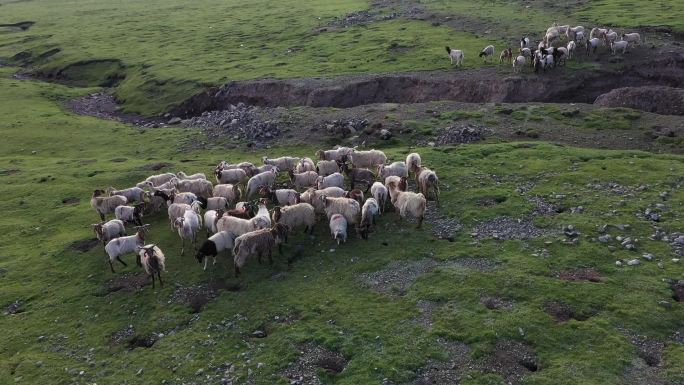 羊群航拍