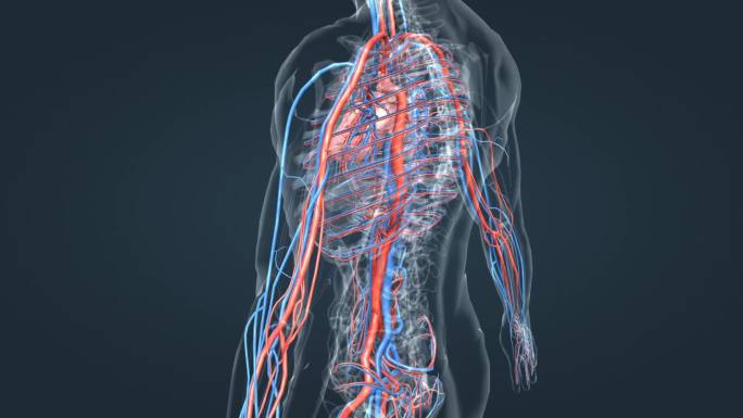 心脏 心血管 动静脉 医学动画 人体动画