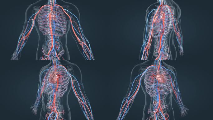 心脏 心血管 动静脉 医学动画 人体动画