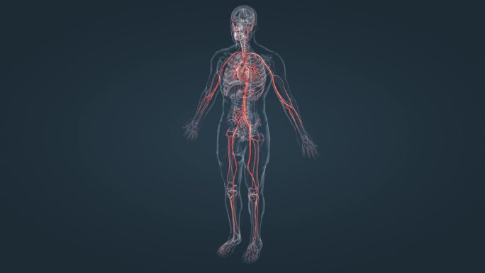 医学 血管 动脉 循环系统 三维动画