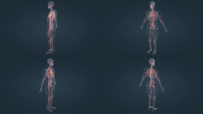 医学 血管 动脉 循环系统 三维动画